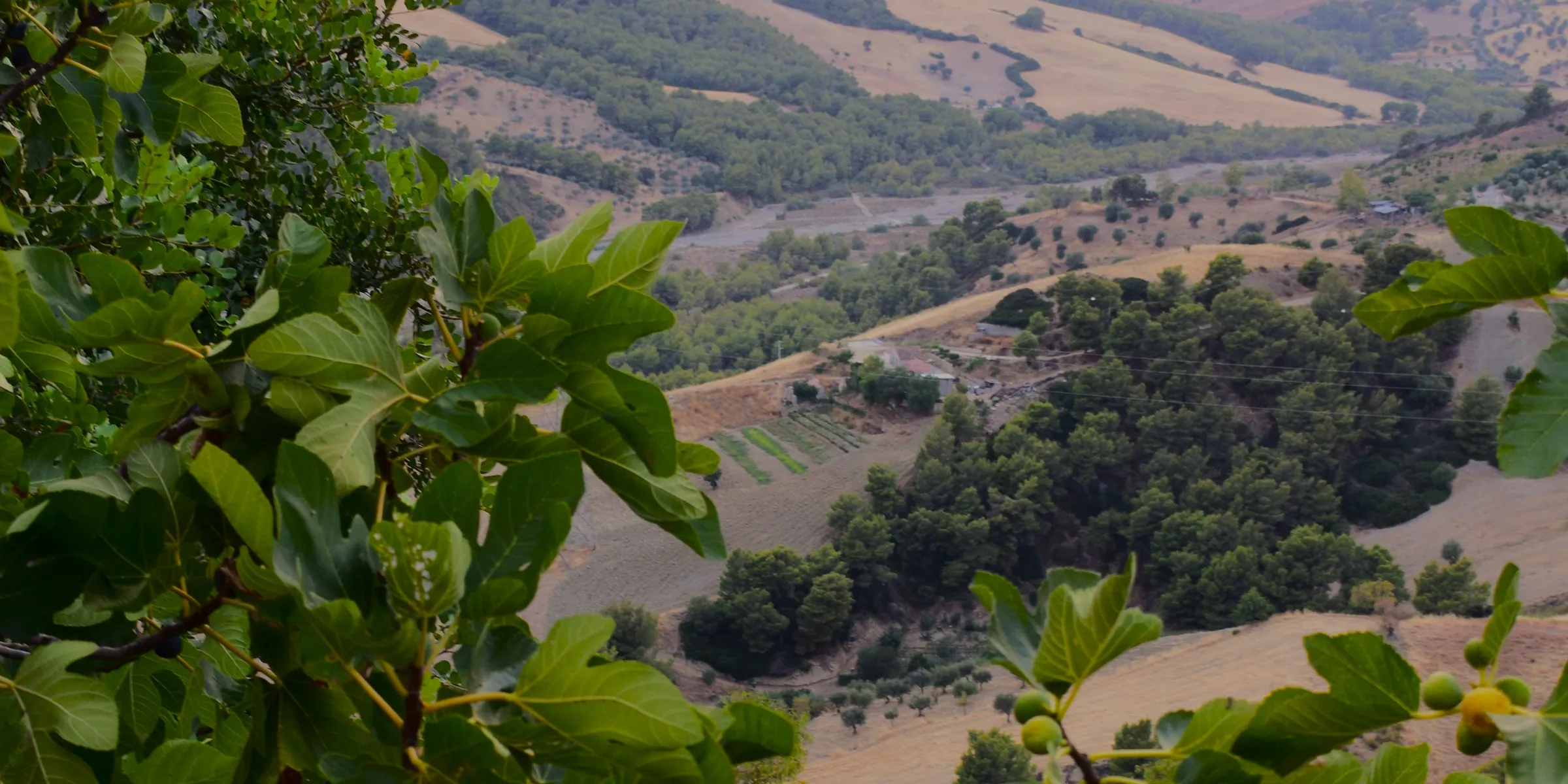 View over the Calabrian valley from Amendolara, fig leaves in the foreground