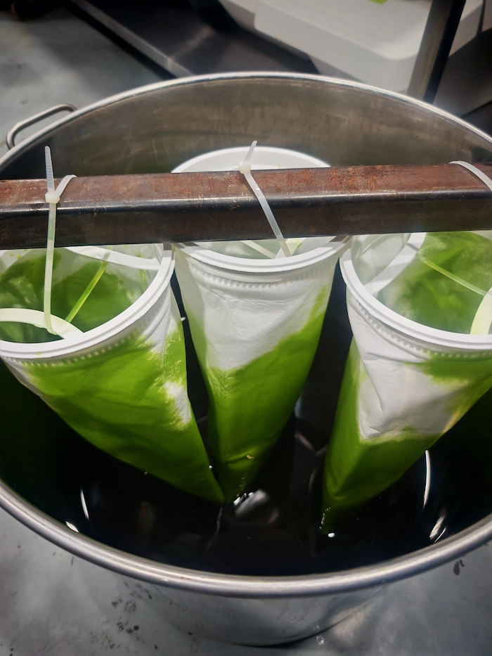 CO2 extraction of fig leaf essence
