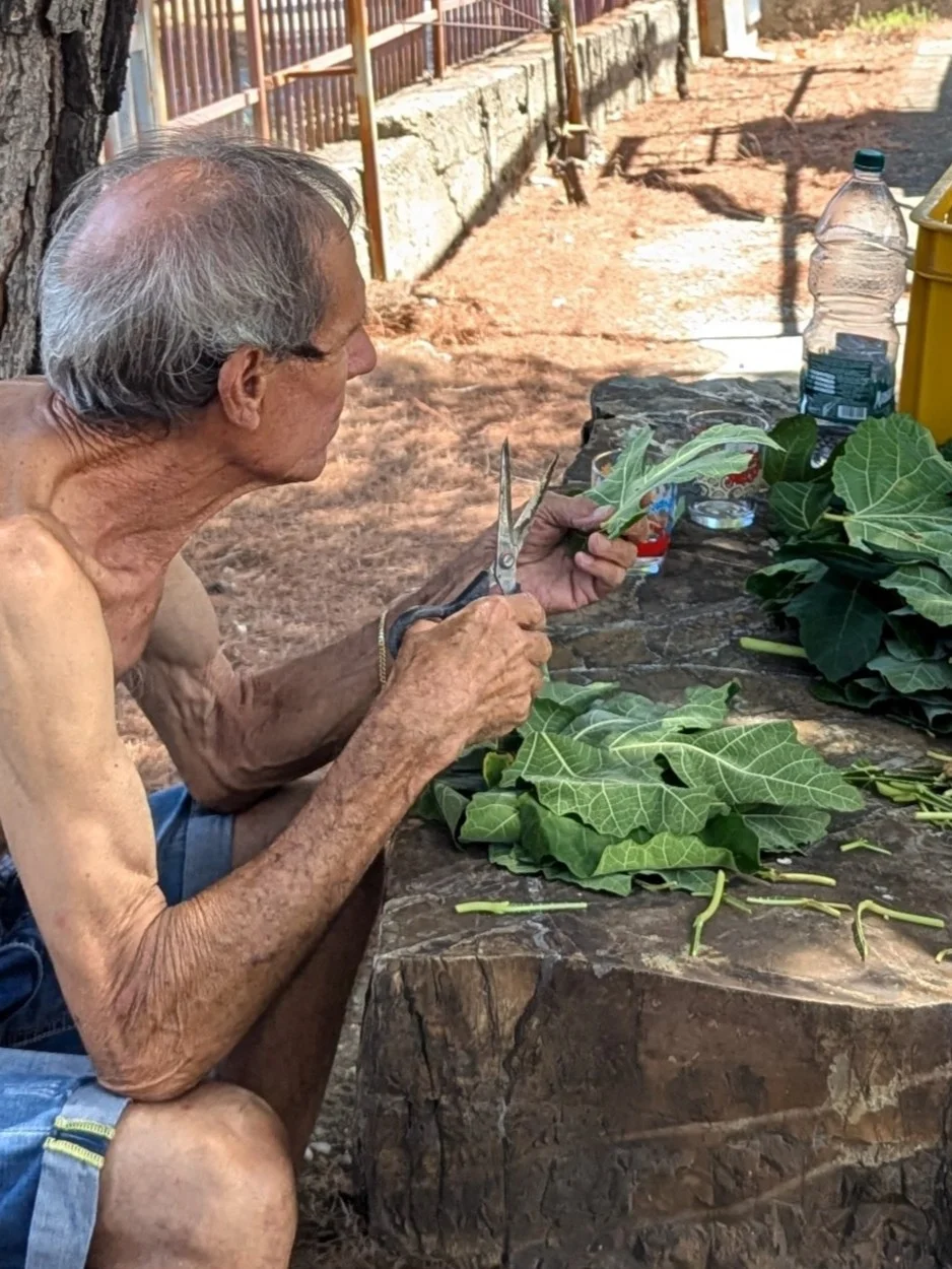 Local resident de-stemming fig leaves by hand at a stone table in Amendolara, Calabria, August harvest