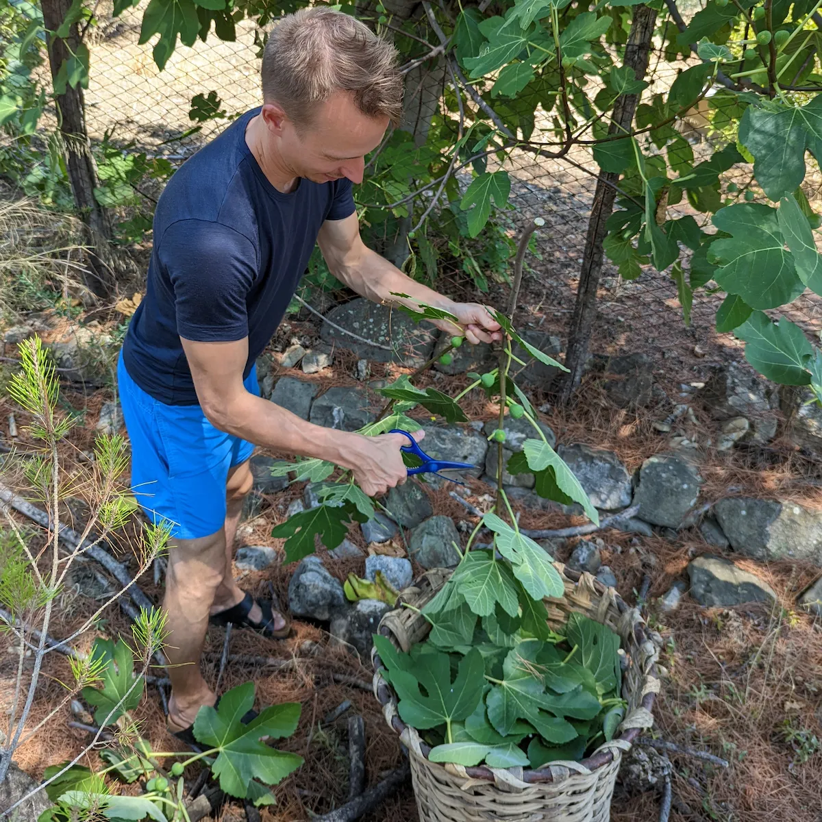 Matthias harvesting fig leaves by hand into a basket in Amendolara, Calabria